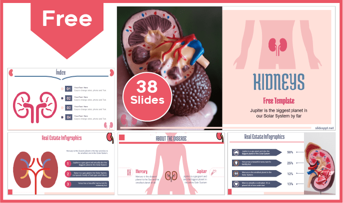 Free Human Kidney Template for PowerPoint and Google Slides.