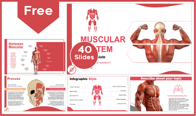Modelo do Sistema Muscular Gratuito para PowerPoint e Google Slides.