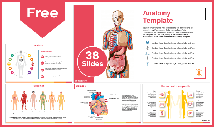 Modelo gratuito de Anatomia Humana para PowerPoint e Google Slides.