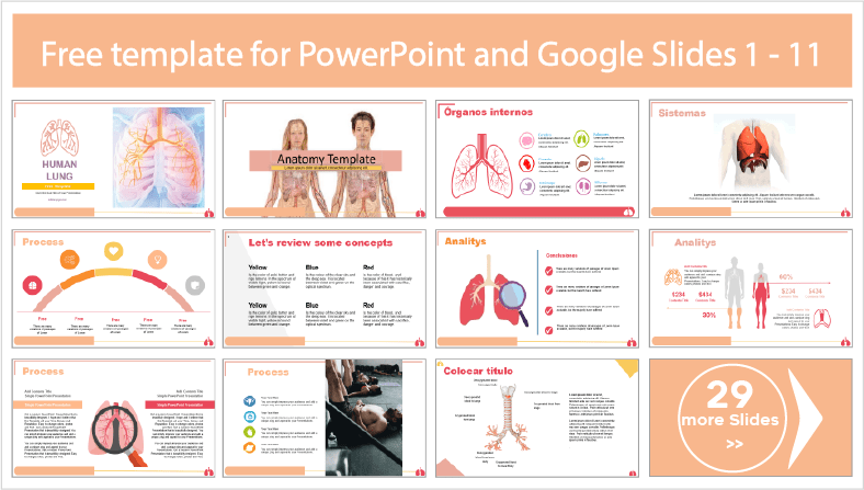 Descargar gratis plantillas del pulmón humano para PowerPoint y temas Google Slides.