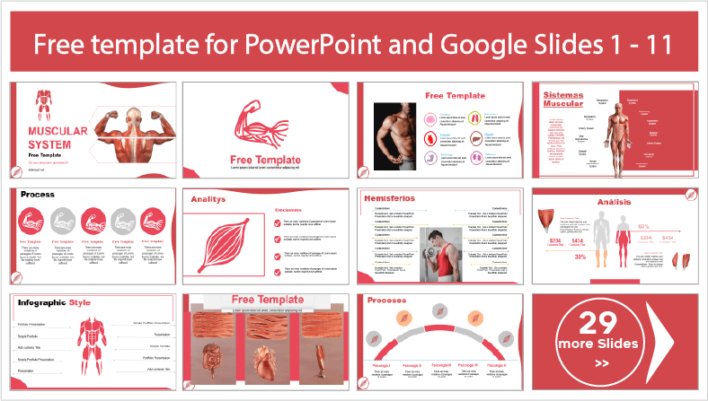 Descarregar gratuitamente os modelos do Sistema Muscular para temas de PowerPoint e Google Slides.