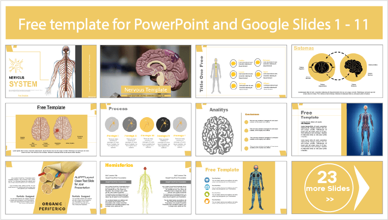 Descargar gratis plantillas del Sistema Nervioso para PowerPoint y temas Google Slides.