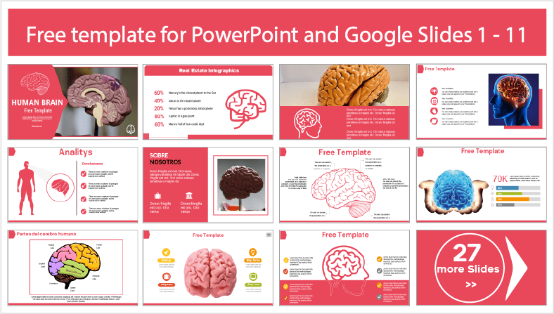 Descargar gratis plantillas del Cerebro Humano para PowerPoint y temas Google Slides.