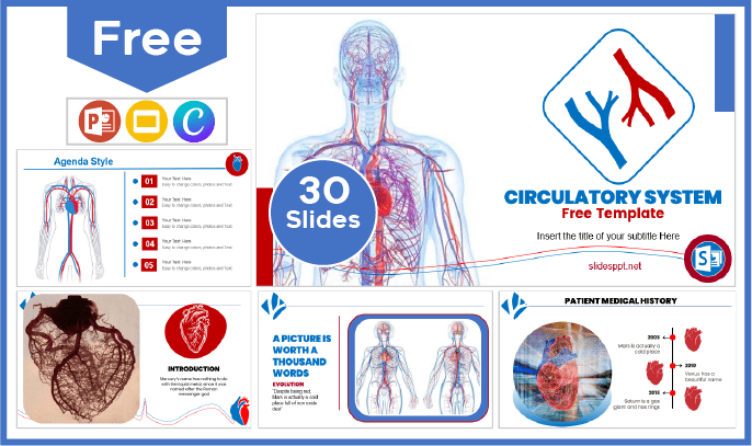 Plantilla del Sistema Circulatorio gratis para PowerPoint y Google Slides.