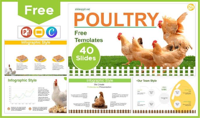Modelo gratuito de produção avícola para PowerPoint e Google Slides.