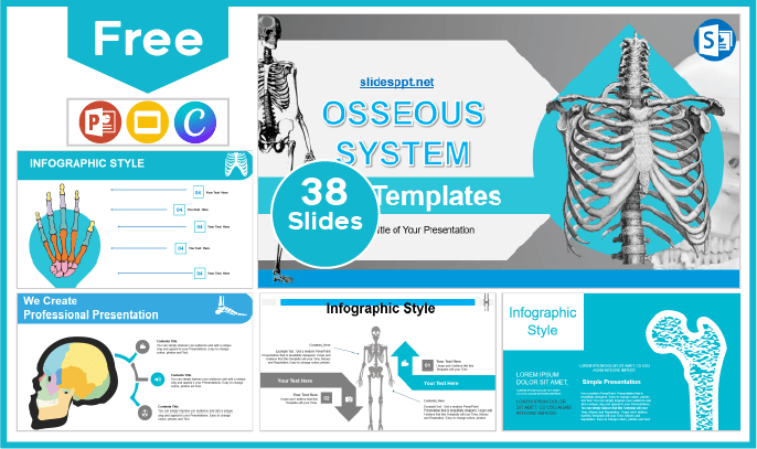 Kostenlose Knochensystem-Vorlage für PowerPoint und Google Slides.