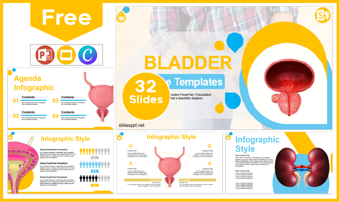 Free Bladder Template for PowerPoint and Google Slides.