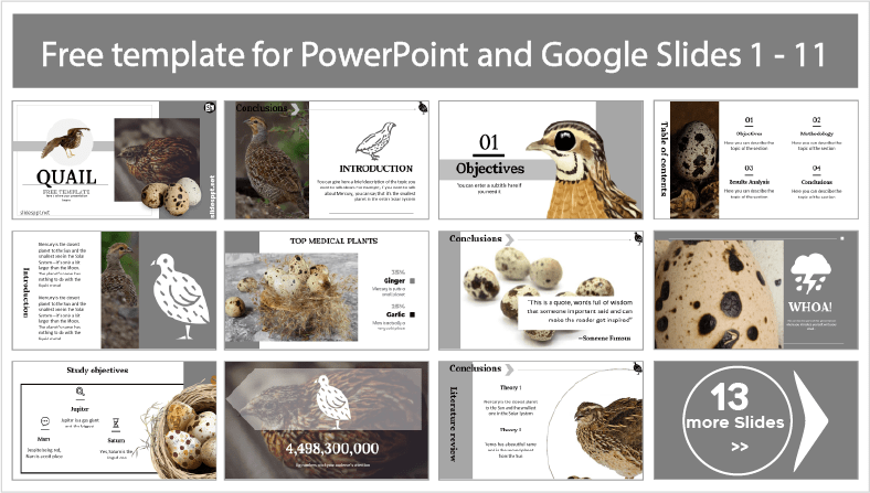 Laden Sie kostenlose Wachtel-Vorlagen für PowerPoint- und Google Slides-Themen herunter.